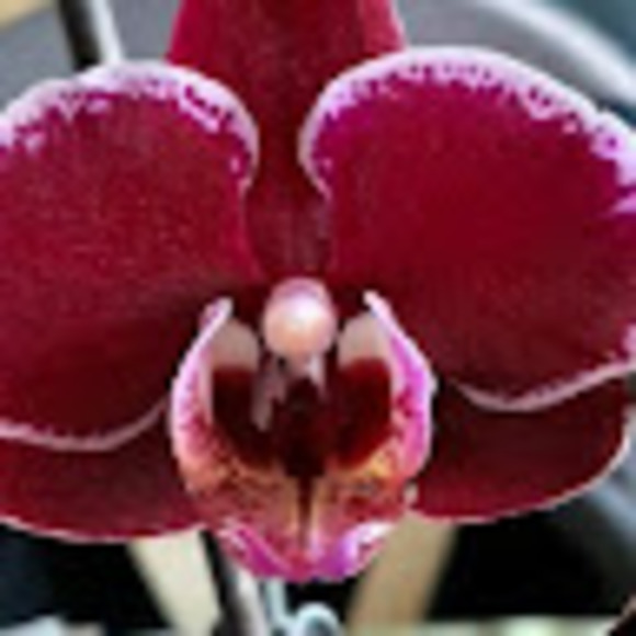 Meet your Posher, Sherry - Picture 1 of 1